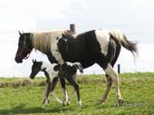 Taz and her new Filly (2011)